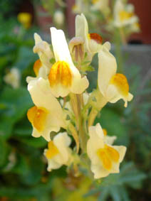 Linaria supina